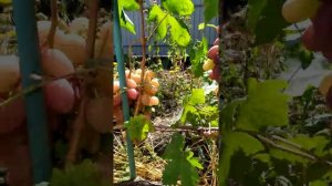 Виноград Шахиня Ирана,Ксения 2019 08 07