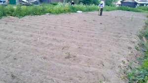 Посадка картофеля "в гребень"