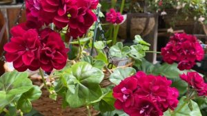 Плющелистные Пеларгонии! РУБИНОВЫЕ ЗВЕЗДЫ в саду. Pelargonium. My garden in London