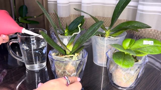Новые Орхидеи! Распаковка и первый полив