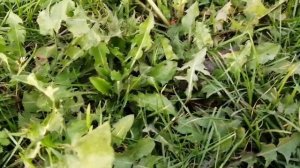 Кошки-мышки