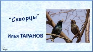 Илья ТАРАНОВ. ″Скворцы″