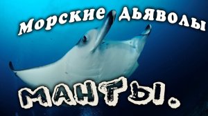 Морской дьявол. Манта. Мальдивы под водой 2021 г.
