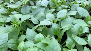 Размножение однолетних георгинов « Веселые ребятки».