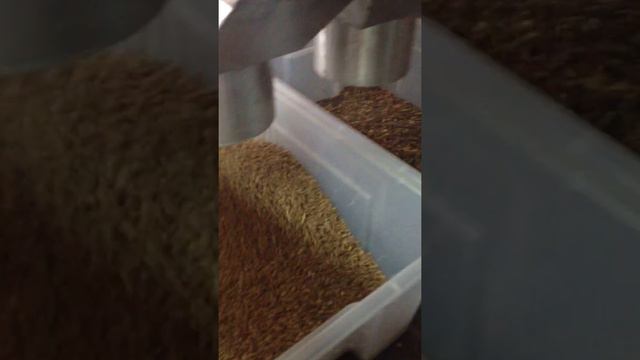 сортировка гречневой крупы на фотосепараторе Optima 3 Z смотреть онлайн