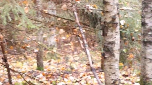 Гон зайца по чернотропу. Русские гончие Баян вл.Шатрова В.А. и Розка вл. Ревы М.А. смотреть онлайн