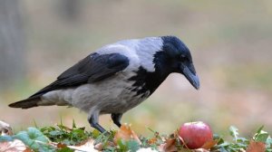 О вОроне и ворОне. Читаем книгу "Мир животных"