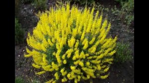 32 самых КРАСИВОЦВЕТУЩИХ кустарника