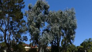 Panasonic Lumix DMC-FZ1000 Camera Field Test No. 2 in 4K