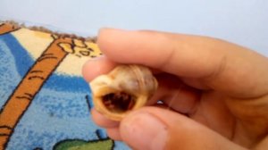 Рак отшельник в аквариуме