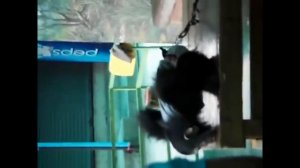 Смешное шимпанзе, забавный ребенок шимпанзе/Funny Chimpanzee Video and funny baby of chimpanzee