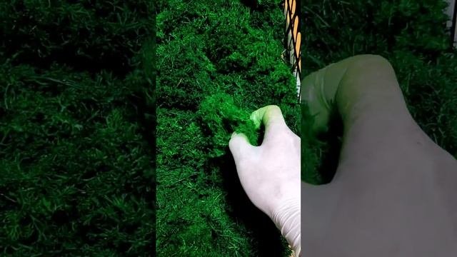 Стабилизированный мох обзор