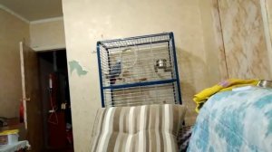 Попугай Петя разговаривает