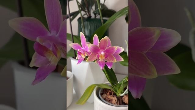 Phal. Yaphon pink bee?первое домашнее цветение?#орхидеи #фаленопсис #phalaenopsis #orchids