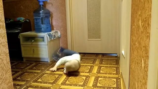 Малыш упал и уполз в закат смотреть онлайн