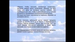 Белопероне (юстиция).