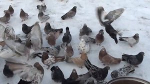 ГОЛУБИ САНЬКА!ГОРЛОВКА 2021!