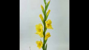 Gladiolus Flower Meaning - What Color means strength?