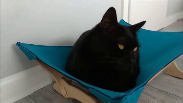 СМЕШНЫЕ ЖИВОТНЫЕ 2020 😺🐶 Лучшие приколы 2020 Кошки Собаки Смешные коты Забавные животные #1 смотреть онлайн