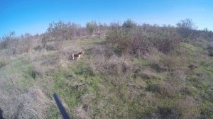 бретон Бинго. Работа легавой по зайцу