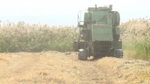 АГРОТАЙМ ( УБОРКА РИСА В ГУДЕРМЕССКОМ РАЙОНЕ 2022 ) БЕСТАЕВА М.