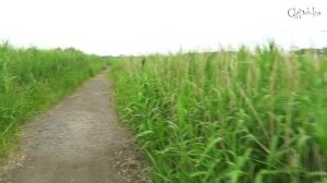 Как Чеполинки зарабатывают на жизнь в Японии