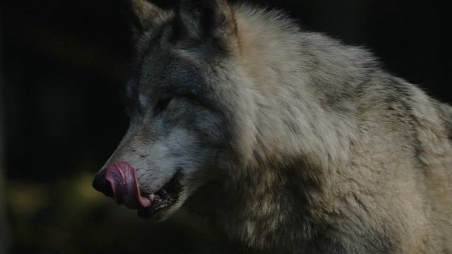 Волк попал под машину, а теперь умирал на обочине. Но все проходили мимо… смотреть онлайн