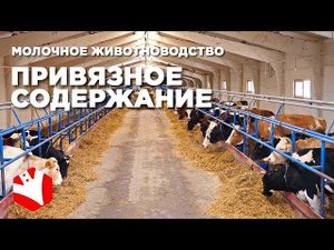 Привязное содержание коров | Голштины | Молочное животноводство