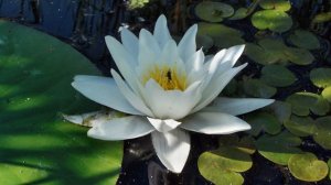 Water lilies/Водяные лилии