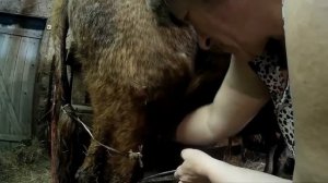 Первая дойка после отела // Как приучить первотёлку // Как поить телёнка // жизнь в деревне