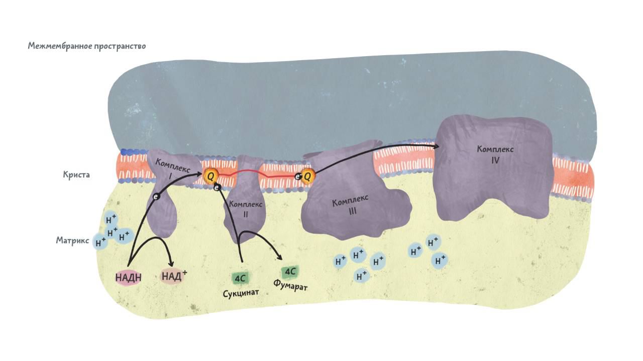 Общая схема электрон-транспортной цепи. Клеточное дыхание 2.1.