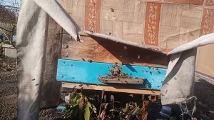 карника подготовка пчел к зимовке, западная Сибирь Омск второй улей 2 год.