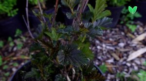 Пузыреплодник Ред Барон Physocarpus opulifolius «Red Baron», Зеленый Сад