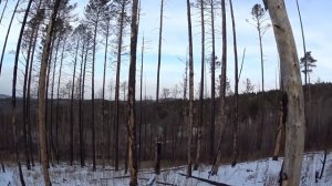 Охота на косулю .