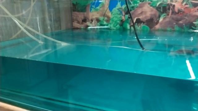 Выкармливание малька от А до Я! Как правильно выращивать рыб?