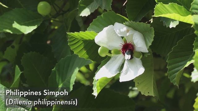 The Naturalist Trail At Jacob Ballas Children’s Garden | SBG Virtual Tours смотреть онлайн