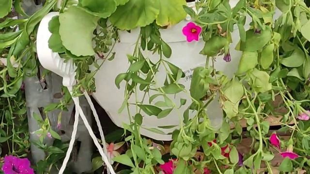 Все самое интересное в голландском садовом центре.Что привезли? Микс цветов в горшках и букеты. смотреть онлайн