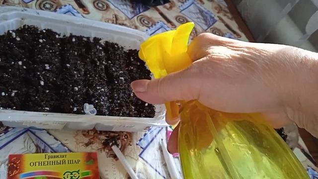 Весеннее настроение и в душе и на клумбе! Сею цветы, посадила Лилию! ? смотреть онлайн