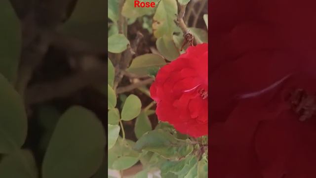 Rose 🌹 💐 | Save Soil | Environment | Planet Earth | Environment |