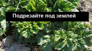 ? Борщевик - как избавиться от борщевика