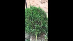 Туя складчатая CAN CAN