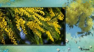 Ветка мимозы. Сергей Куприк. Лесоповал.