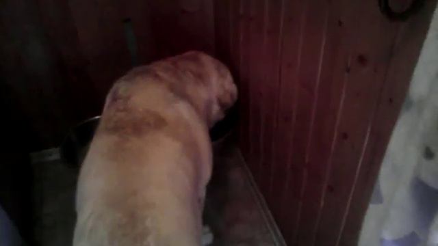 Дждина пришла посмотреть на Тумана смотреть онлайн