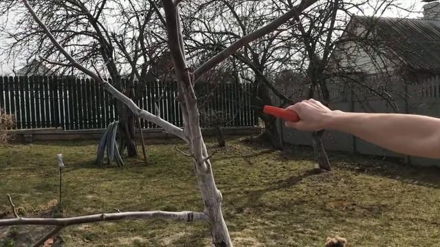 Обрезка грецкого ореха. Когда обрезать грецкий орех?