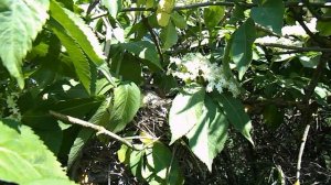 Гнездо Сорокопута . Shrikes nest