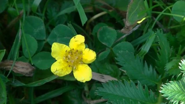 Zilverschoon (Potentilla anserina) смотреть онлайн