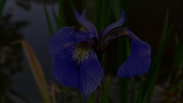 Flowers in the Guppy Ponds - Iris sibirica 'Shirley Pope' ᴴᴰ смотреть онлайн