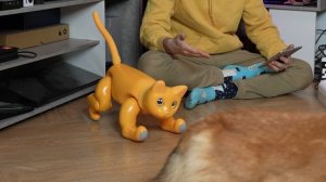 CHIENS et CHATS : Bientôt remplacés par des ROBOTS ?! ???