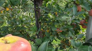 Apple Braeburn Hillwell !!! Яблоко Бребурн Хилвел !!!