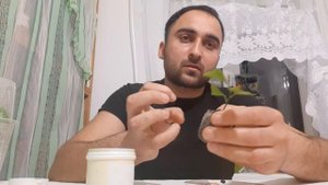 УКОРЕНЕНИЕ ЧЕРЕНКОВ ЦИТРУСОВЫХ  В ТОРФЯНЫХ  ТАБЛЕТКАХ